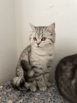 🐾 Zauberhafte BKH/BLH-Kitten suchen liebevolles Zuhause 🐾