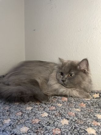 🐾 Zauberhafte BKH/BLH-Kitten suchen liebevolles Zuhause 🐾