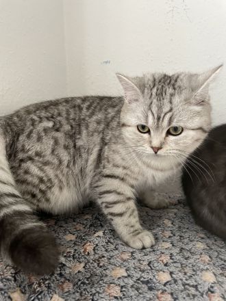 🐾 Zauberhafte BKH/BLH-Kitten suchen liebevolles Zuhause 🐾