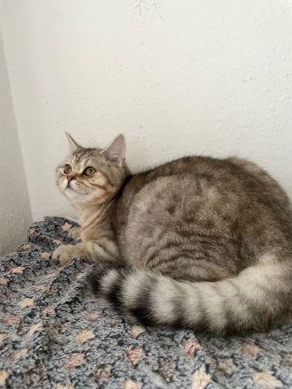 🐾 Zauberhafte BKH/BLH-Kitten suchen liebevolles Zuhause 🐾