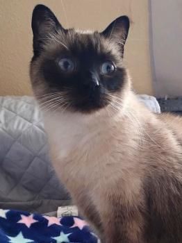 Juno, Vermittlung dringend!!