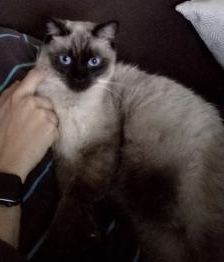 Juno, Vermittlung dringend!!