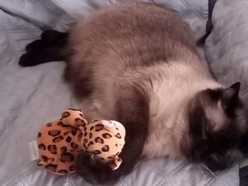 Juno, Vermittlung dringend!!