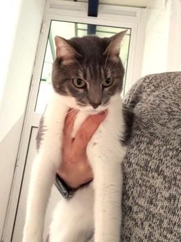 Kitty