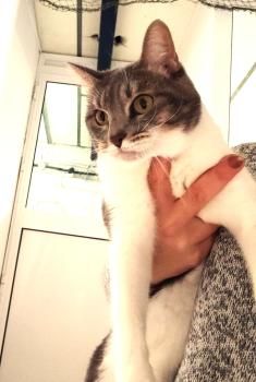 Kitty