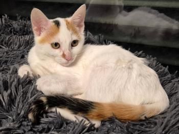 Blanqui