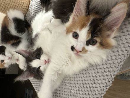 Mühltal Blue’s Enzo Ferrari Kitten