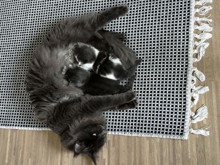 Mühltal Blue’s Kitten