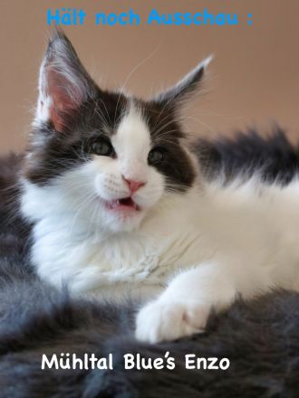 Mühltal Blue’s Enzo Ferrari Kitten