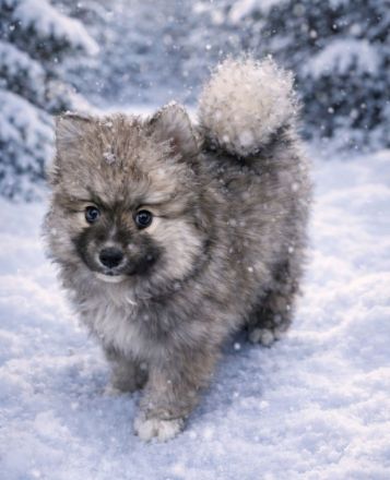 Pomsky Welpen mit Husky Zeichnung