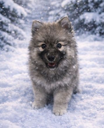 Pomsky Welpen mit Husky Zeichnung