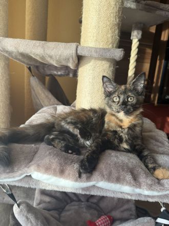 Maine Coon Kitten