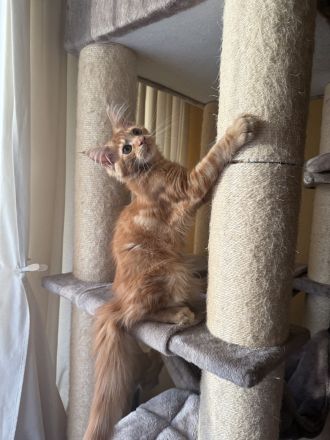 Maine Coon Kitten