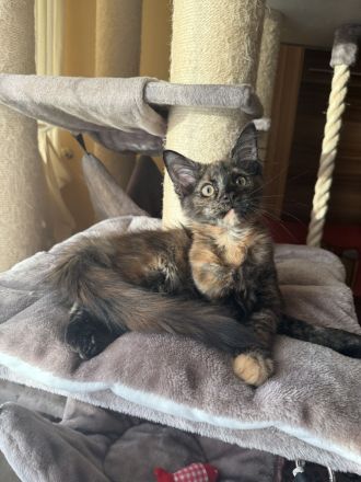 Maine Coon Kitten