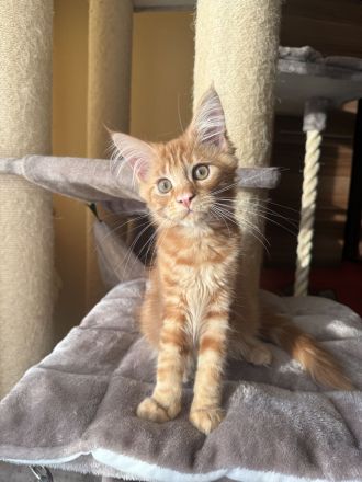Maine Coon Kitten