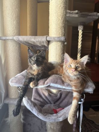 Maine Coon Kitten
