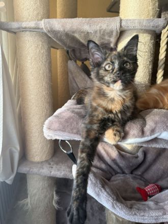 Maine Coon Kitten