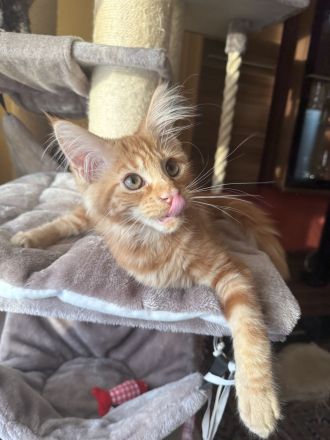 Maine Coon Kitten