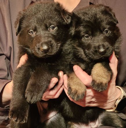 Deutsche Schäferhundwelpen zu verkaufen