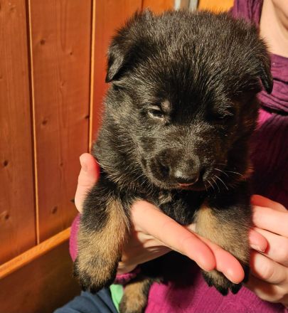 Deutsche Schäferhundwelpen zu verkaufen