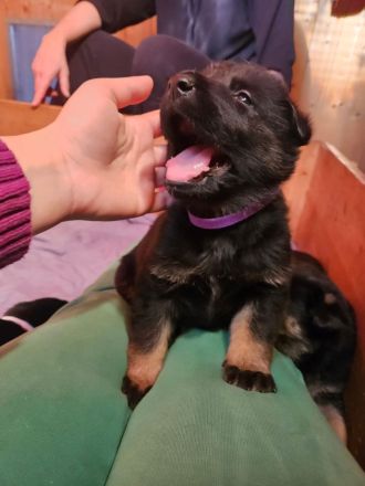 Deutsche Schäferhundwelpen zu verkaufen