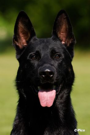 Deutsche Schäferhundwelpen zu verkaufen