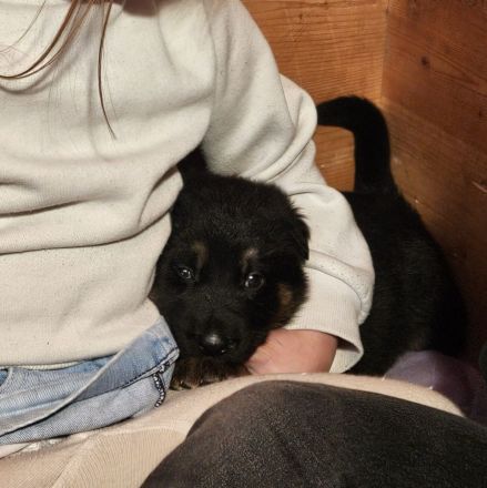 Deutsche Schäferhundwelpen zu verkaufen