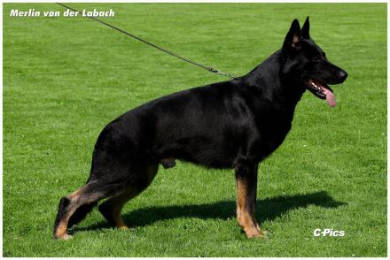 Deutsche Schäferhundwelpen zu verkaufen