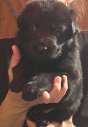 Deutsche Schäferhundwelpen zu verkaufen