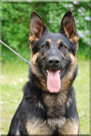 Deutsche Schäferhundwelpen zu verkaufen