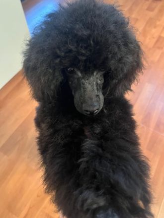 Toy - Pudel Charlie sucht ein neues Zuhause!