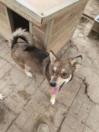 Nasira, fröhliche, und lebensfrohe Hundedame sucht passende Menschen mit Struktur, 2,5 J. 50 cm