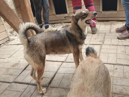 Nasira, fröhliche, und lebensfrohe Hundedame sucht passende Menschen mit Struktur, 2,5 J. 50 cm