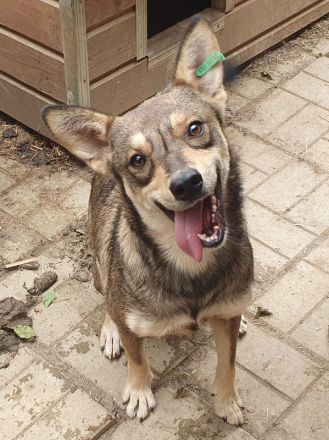 Nasira, fröhliche, und lebensfrohe Hundedame sucht passende Menschen mit Struktur, 2,5 J. 50 cm