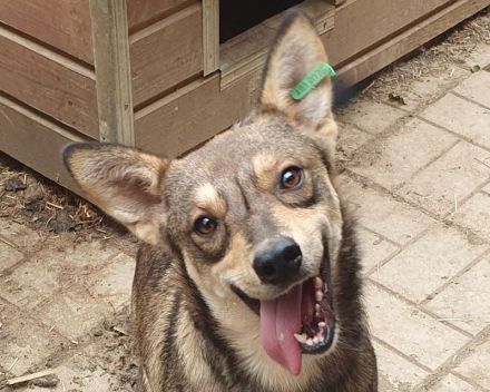 Nasira, fröhliche, und lebensfrohe Hundedame sucht passende Menschen mit Struktur, 2,5 J. 50 cm
