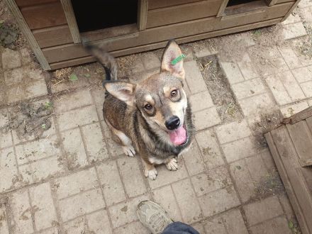 Nasira, fröhliche, und lebensfrohe Hundedame sucht passende Menschen mit Struktur, 2,5 J. 50 cm
