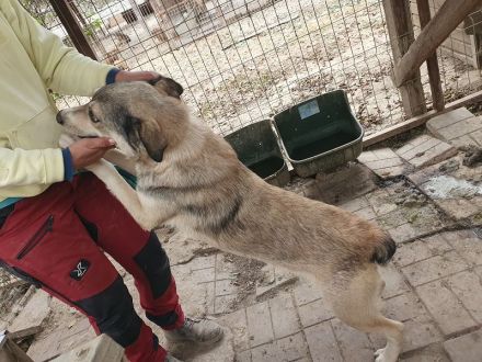 Quentin, unglaublich menschenbezogener, freundlicher Rüde sucht dauerhaftes Zuhause, 7J, 55cm