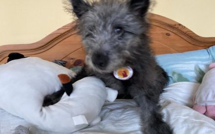 Floki - süß und einfach wunderbar