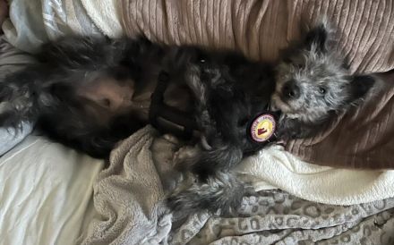 Floki - süß und einfach wunderbar