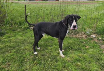 Deutsche Dogge Deckrüde sucht neues Zuhause