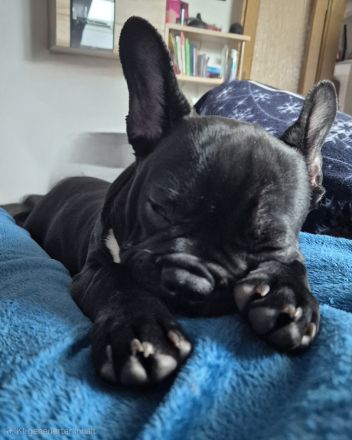 Junge französische Bulldogge