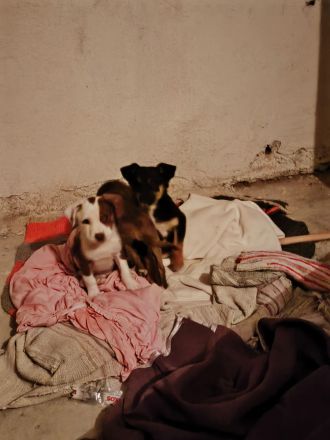 Welpen aus dem Auslandstierschutz privat abzugeben, ca 13 Wochen alt, geimpft, gechipt, entwurmt