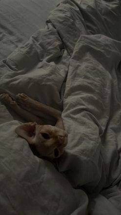 Deckkater für meine Katze