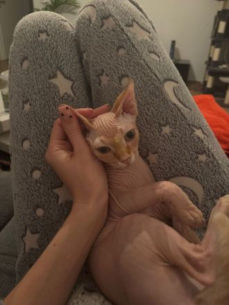 Deckkater für meine Katze