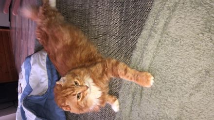 Schweren Herzens aus allergischen,