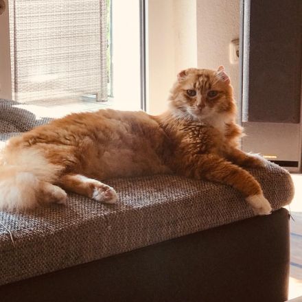 Schweren Herzens aus allergischen,