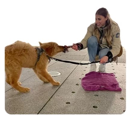 Welpenschule im Kreis Göppingen, Esslingen bis Kirchheim Teck - Wolf's Instinkte - Deine Hundeschule