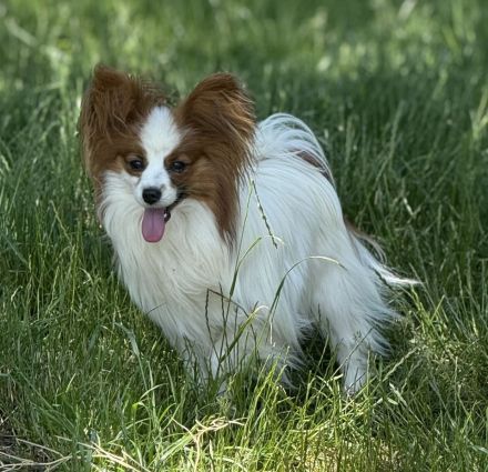 Papillon-Rüde in weiß-rotzobel