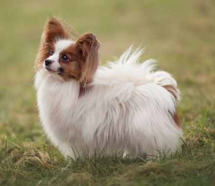 Papillon-Rüde in weiß-rotzobel