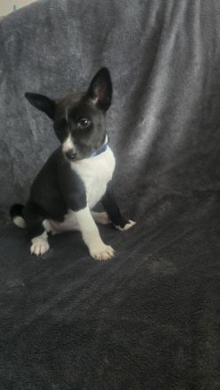 Abgabe bereit Reinrassige Basenji Welpen